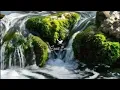 Download Lagu AMPUH ❗ Suara air sungai untuk terapi burung stress - Relaksasi Burung - Terapi burung macet
