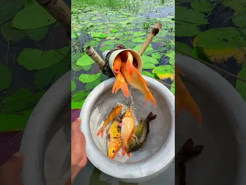 Really Amazing Fishing With Plastic Pipe #fishingtrap #fishvideo #shorts
