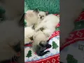Siamese kittens for sale in Tennessee