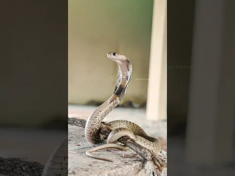 Approached a cute girl for Portraits 🐍