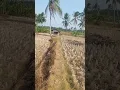 Download Lagu MAPAI JALAN KASAWAH REK NGAJUGJUG KAHI SAUNG #alampedesaan #suasanapesawahan #shortvideo