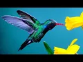 Download Lagu Beautiful hummingbird singing. Nature sound. Bird ringtone song 2021