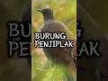 Lyre.bird, burung unik bisa menirukan banyak suara #unik #aneh #adaadaaja