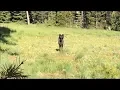 Download Lagu What to expect if you encounter a wolf