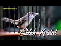 Download Lagu CIBLEK GACOR MAKSIMAL | Sangat cocok Buat Masteran