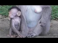 Download Lagu Jeritan Dodo yang tak mendapatkan susu [Dodo monyet kecil tangguh dan kuat] #tuabangmonkey