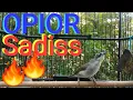 Download Lagu OPIOR PARUH TEBAL GACOR