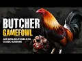 BUTCHER GAMEFOWL Ang Classic Bloodline