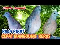 Download Lagu GILA! Suara Perkutut Lokal Gacor Terbaru Cocok Untuk Relaksasi MP3