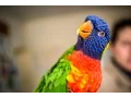 Download Lagu Maak kennis met de lori van de blauwe bergen