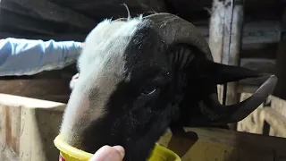 KÖY EVİNDE AHIRA GİRDİK KARABÜK EFLANİ!