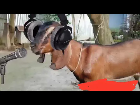 Download MP3 Goat sound dj remix 🔥😂 #meme #remix