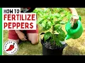 How To Fertilize Peppers Complete Guide - Pepper Geek