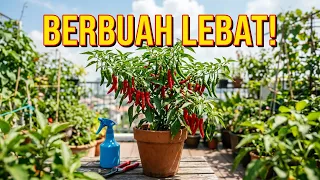 CARA AMPUH MENGATASI KERITING DAUN PADA TANAMAN CABE AGAR SUBUR KEMBALI BERBUAH LEBAT