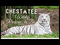 Chestatee Wildlife Preserve Zoo Zoo in Halen Zoo in Georgia Local guide USAVlog of Georgia