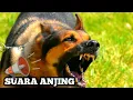 Download Lagu suara anjing , bikin kucing lari terbirit birit