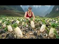Lagu [TIMELAPSE] --389 Days Harvesting Many White Radish, Wild Tuber From The High Mountains Go To Sell