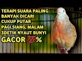 Download Lagu Perkutut Lokal Gacor Suara Super Kristal - Pancingan Malas Bunyi  (99%AMPUH BANGET)