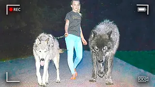 Girl Walks Wolves Through Neighborhood, Kills 7 People