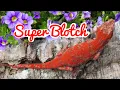 Gargoyle Gecko Morph Superblotch