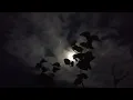 Keethan - Tara (ft. Shravan Sridhar) X The Moon, the Clouds and the Plant 🌝 ☁️ ☘️ | iNEEL