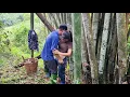 Lagu Timlaps : The poor girl built a bamboo house as a shelter - The man went looking for me