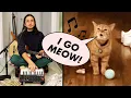 Download Lagu The Kiffness x Cala - I Go Meow (Singing Cat)