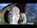 Download Lagu Jan 18 - Owl M ansion - Strix \u0026 Aluco Preening each other
