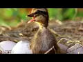 Download Lagu Mario´s Book Of Animals 2021 DVD Part 5 Duck And Walking Duck