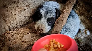 She Hadn't Eaten in Days When We Rescued Her