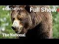 CBC News: The National | Grizzly bear attacks B.C. students