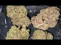 Blue Cherry Gelato Strain Review