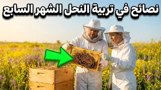 نصائح و ارشادات تربية النحل الشهر سبعة     دندنها