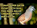Download Lagu Perkutut Lokal Gacor Suara Super Kristal - Pancingan Malas Bunyi  (99%AMPUH BANGET)