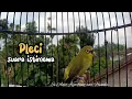 Download Lagu PLECI WIT WIT JERNIH AMPUH BUAT TERAPI MAUPUN PANCINGAN