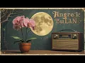 Download Lagu Official Video + Lirik Setangkai Anggrek Bulan | Lagoe Djadoel Nuansa Kenangan Cocok Untuk Relaksasi