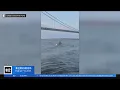 See it Man spots whale breaching under Verrazzano-Narrows Bridge