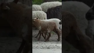           دندنها
