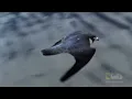 Fastest Animal Makes a Kill | World's Deadliest