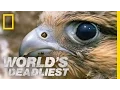 Download Lagu Fastest Animal Makes a Kill | World's Deadliest