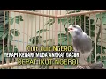 Download Lagu kenari gacor panjang Cuit Cuit EMOSI, Pancingan Kenari Paud Belajar Bunyi, terapi AMPUH Kenari MACET