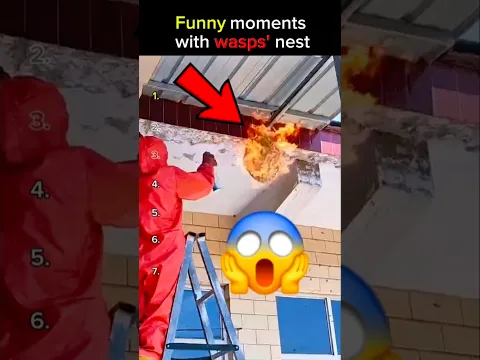 ​I dare you not to laugh at people fighting wasps' nests! 🐝😂