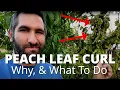 What Happened to My PEACH \u0026 NECTARINE TREE?!? 😱🤕🌳 | Peach Leaf Curl -Why It Happens \u0026 How To Prevent