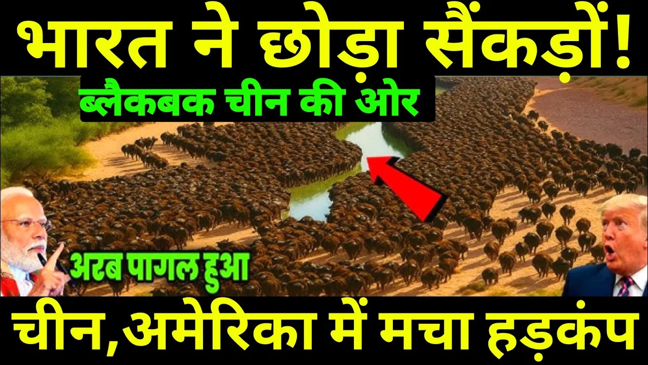 भारत ने रेगिस्तान में छोड़े सैकड़ो भैंसे,10 साल बाद जो हुआ उसे देख दुनिया हैरान | Ankit Studys