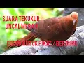 Download Lagu suara PIKAT tekukur uncal atau tekukur merah dijamin AMPUH