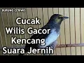 Download Lagu Suara Burung Cucak Wilis Gacor Power Kencang Suara Jernih