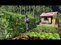 Download Lagu CEO Leaves the City for the Forest: Builds Flower Beds and a Lush Vegetable Garden