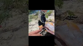 The Lost Videos – Patreon Only – Ep. 427 #shorts #SailingIntoFreedom