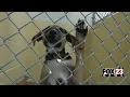 City of Tulsa begins Fix It Challenge to address pet overpopulation crisis