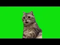 Shocked cat meme